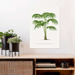 Plakat Rysunek vintage duże liście palmy reprodukcja