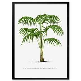 Plakat w ramie Rysunek vintage duże liście palmy reprodukcja