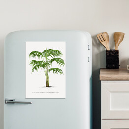 Magnes dekoracyjny Rysunek vintage duże liście palmy reprodukcja