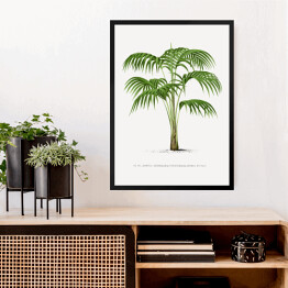 Obraz w ramie Rysunek vintage duże liście palmy reprodukcja