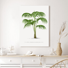 Obraz na płótnie Rysunek vintage duże liście palmy reprodukcja