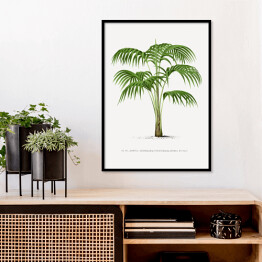 Plakat w ramie Rysunek vintage duże liście palmy reprodukcja