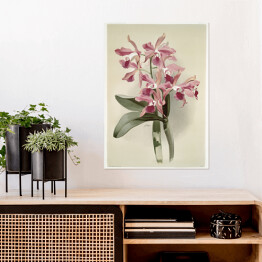 Plakat samoprzylepny F. Sander Orchidea no 42. Reprodukcja