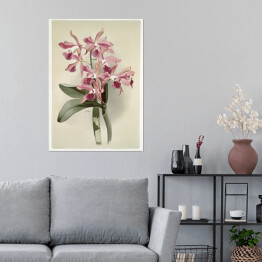 Plakat F. Sander Orchidea no 42. Reprodukcja