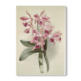 Obraz na płótnie F. Sander Orchidea no 42. Reprodukcja