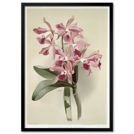 Plakat w ramie F. Sander Orchidea no 42. Reprodukcja