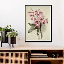 Plakat w ramie F. Sander Orchidea no 42. Reprodukcja