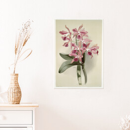 Plakat F. Sander Orchidea no 42. Reprodukcja