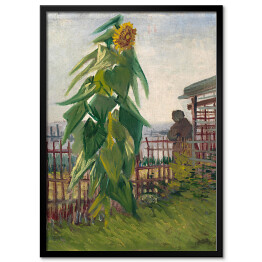 Plakat w ramie Vincent van Gogh Działka ze Słonecznikiem. Reprodukcja obrazu