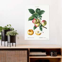 Plakat samoprzylepny Pierre Joseph Redouté "Jabłoń owoce" - reprodukcja
