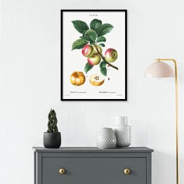 Plakat w ramie Pierre Joseph Redouté "Jabłoń owoce" - reprodukcja