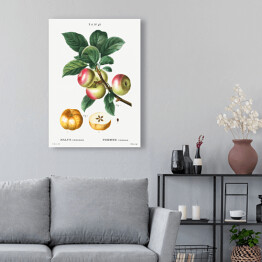 Obraz klasyczny Pierre Joseph Redouté "Jabłoń owoce" - reprodukcja