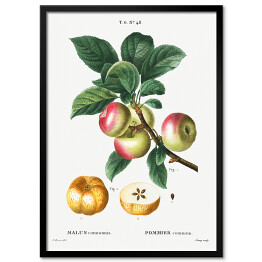 Plakat w ramie Pierre Joseph Redouté "Jabłoń owoce" - reprodukcja