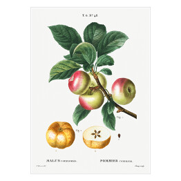 Plakat Pierre Joseph Redouté "Jabłoń owoce" - reprodukcja