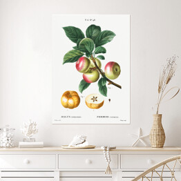 Plakat samoprzylepny Pierre Joseph Redouté "Jabłoń owoce" - reprodukcja