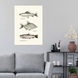 Plakat samoprzylepny Gatunki ryb
