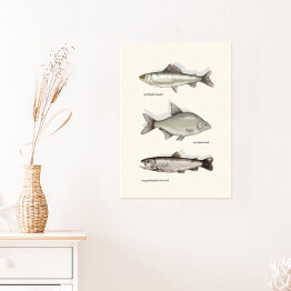 Plakat samoprzylepny Gatunki ryb