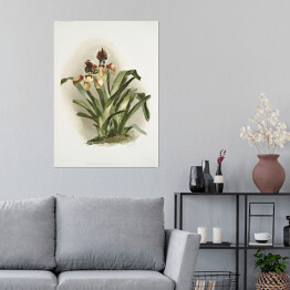 Plakat samoprzylepny F. Sander Orchidea no 26. Reprodukcja