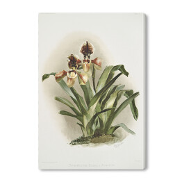 Obraz na płótnie F. Sander Orchidea no 26. Reprodukcja