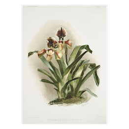 Plakat F. Sander Orchidea no 26. Reprodukcja