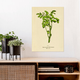 Plakat Rukiew wodna - ryciny botaniczne