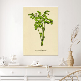 Plakat Rukiew wodna - ryciny botaniczne