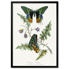 Obraz klasyczny Motyle. Paul Gervais. Reprodukcja