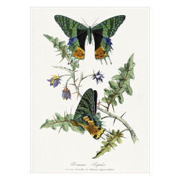 Plakat samoprzylepny Motyle. Paul Gervais. Reprodukcja