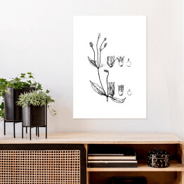 Plakat samoprzylepny Alternanthera mexicana - czarno białe ryciny botaniczne