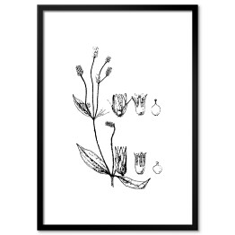 Obraz klasyczny Alternanthera mexicana - czarno białe ryciny botaniczne