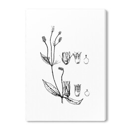 Obraz na płótnie Alternanthera mexicana - czarno białe ryciny botaniczne