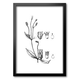 Obraz w ramie Alternanthera mexicana - czarno białe ryciny botaniczne