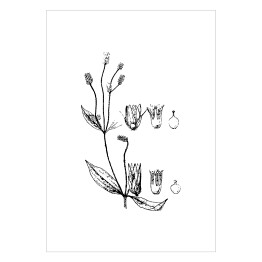 Plakat samoprzylepny Alternanthera mexicana - czarno białe ryciny botaniczne