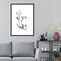 Plakat w ramie Alternanthera mexicana - czarno białe ryciny botaniczne