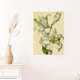 Plakat Lilia biała - ryciny botaniczne