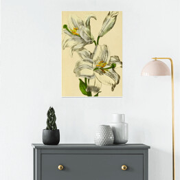 Plakat samoprzylepny Lilia biała - ryciny botaniczne