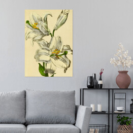 Plakat samoprzylepny Lilia biała - ryciny botaniczne