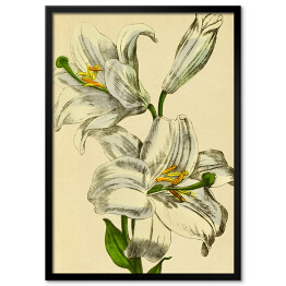 Plakat w ramie Lilia biała - ryciny botaniczne