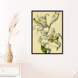Plakat w ramie Lilia biała - ryciny botaniczne