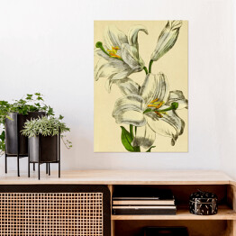Plakat Lilia biała - ryciny botaniczne