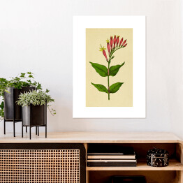 Plakat Leśny różowiec - roślinność na rycinach