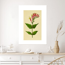 Plakat samoprzylepny Leśny różowiec - roślinność na rycinach