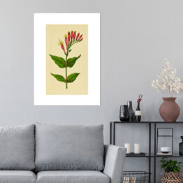 Plakat samoprzylepny Leśny różowiec - roślinność na rycinach