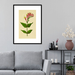Plakat w ramie Leśny różowiec - roślinność na rycinach