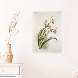 Plakat F. Sander Orchidea no 11. Reprodukcja
