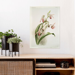 Plakat samoprzylepny F. Sander Orchidea no 11. Reprodukcja