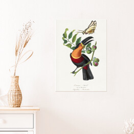 Plakat samoprzylepny Tukan i motyl. Paul Gervais. Reprodukcja