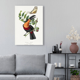 Obraz klasyczny Tukan i motyl. Paul Gervais. Reprodukcja