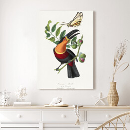 Obraz klasyczny Tukan i motyl. Paul Gervais. Reprodukcja