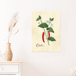 Plakat Ilustracja - chili papryka